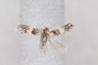 Ectoedemia caradjai