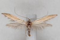 Coleophora ochrea
