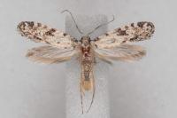 Nemapogon agenjoi