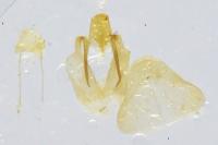 Agdistis tamaricis