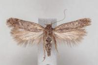 Bryotropha terrella