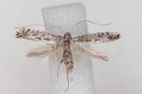 Parornix torquillella