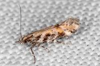 Aristotelia billii