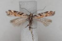 Aristotelia billii