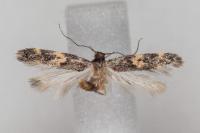 Apatema mediopallidum