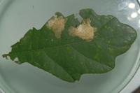 Tischeria ekebladella