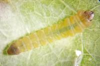 Tischeria ekebladella