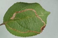 Lyonetia clerkella