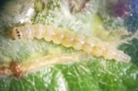 Parornix devoniella