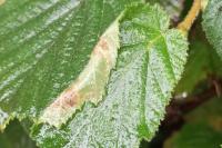 Parornix devoniella