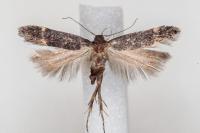 Aproaerema patruella