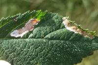 Coptotriche marginea