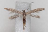 Coleophora texanella