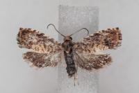 Pammene gallicolana