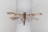 Acrocercops brongniardella