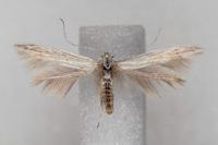 Coleophora dianthi