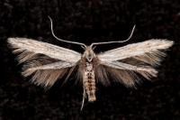 Coleophora dianthi