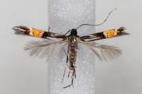 Cosmopterix crassicervicella
