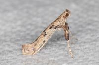 Caloptilia honoratella