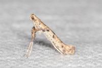 Caloptilia honoratella