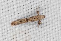 Caloptilia honoratella