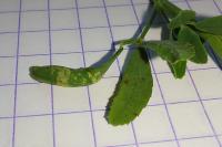 Phyllonorycter medicaginella