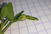 Phyllonorycter medicaginella