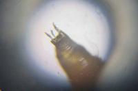 Phyllonorycter medicaginella