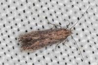 Ephysteris promptella