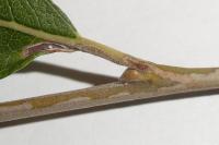 Phyllocnistis ramulicola