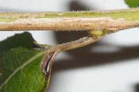 Phyllocnistis ramulicola