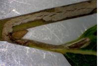 Phyllocnistis ramulicola
