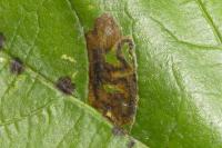Stigmella trimaculella