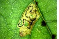 Stigmella trimaculella