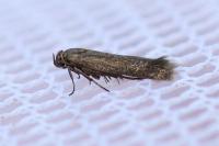 Scythris