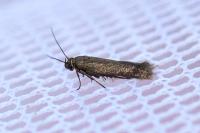 Scythris