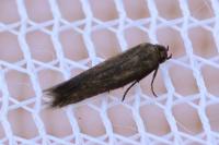 Scythris