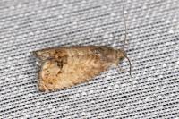 Cydia splendana