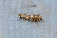 Phyllonorycter ulmifoliella