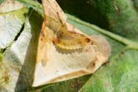 Tischeria ekebladella