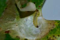 Tischeria ekebladella