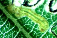 Stigmella glutinosae