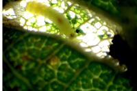 Phyllonorycter spinicolella