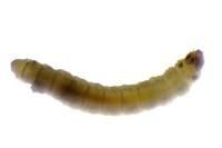 Ancylis geminana