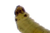 Ancylis geminana
