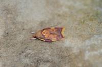 Carcina quercana