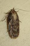 Depressaria douglasella