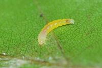 Phyllonorycter maestingella