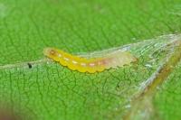 Phyllonorycter maestingella