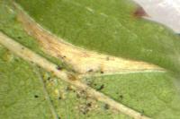 Phyllonorycter spinicolella